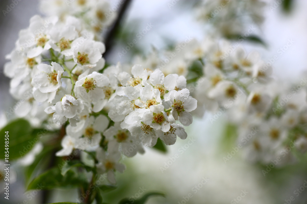 Bird cherry inflorescences./Small white flowers of a fragrant bird cherry are covered by water drops. Bird cherry inflorescences./Small white flowers of a fragrant bird cherry are covered by water drops.