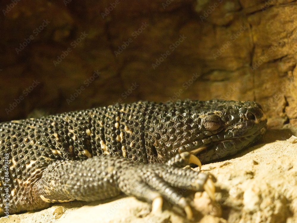 Naklejka premium Guatemalan beaded lizard, Heloderma charlesbogerti is a large poisonous lizard