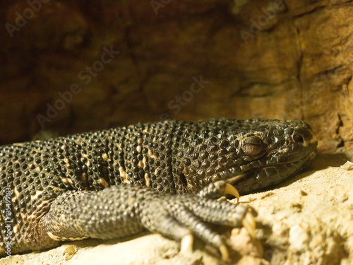 Guatemalan beaded lizard  Heloderma charlesbogerti is a large poisonous lizard