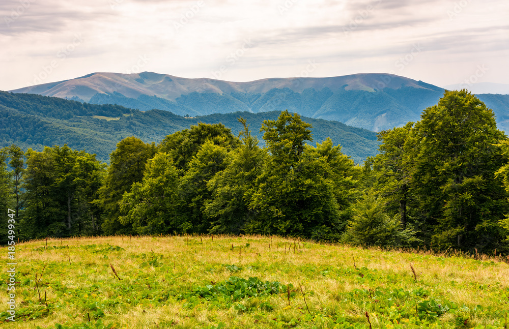 Fototapeta premium grassy meadow on forested hillside of Carpathians. lovely summer landscape in mountains. location near Svydovets mountain ridge, Ukraine