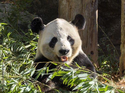 Fototapeta Naklejka Na Ścianę i Meble -  Adult Giant Panda, Ailuropoda melanoleuca, is fed bamboo