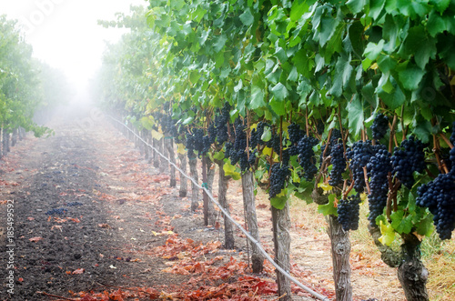 Foggy Pinot Noir
