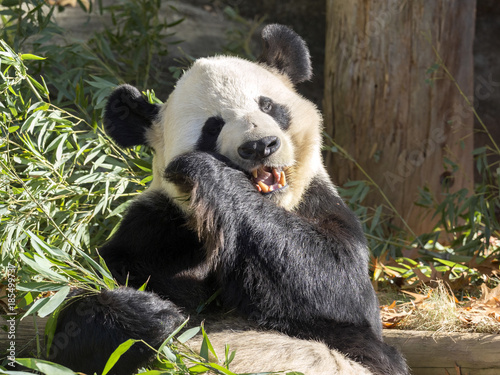 Adult Giant Panda  Ailuropoda melanoleuca  is fed bamboo