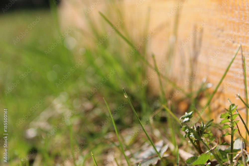 Macro grass Macro grass