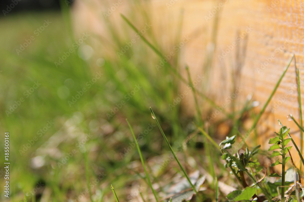 Macro grass