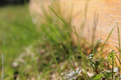 Macro grass