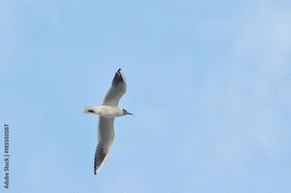 Beautiful Seagull flying in the sky, Seagull with a blue sky