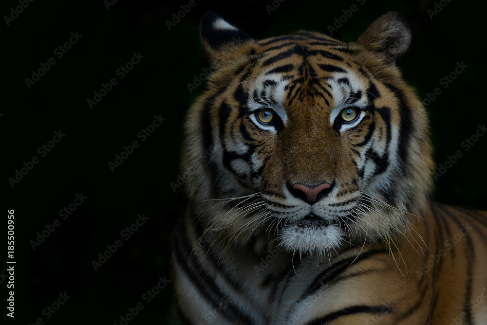 Close-up bengal tiger and black background. Copy space