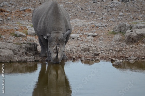 Nashorn