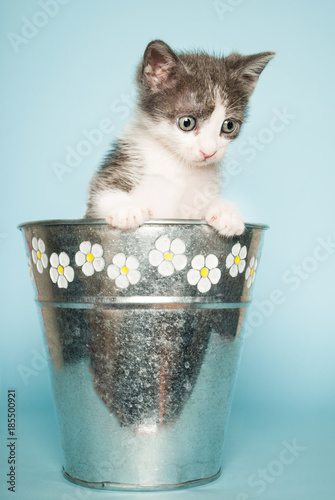 Cute baby cat in basket for flowers on blue background © Emilija