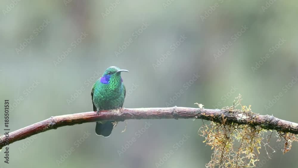 Green Violetear on a branch in the cloud forest of Costa Rica Green Violetear on a branch in the cloud forest of Costa Rica