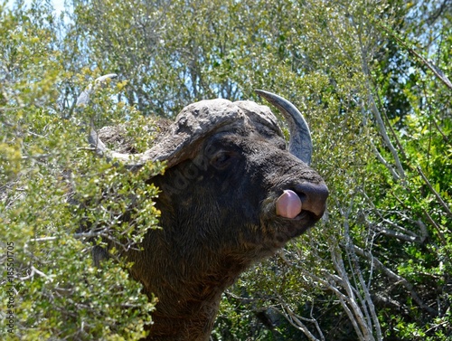 Büffel