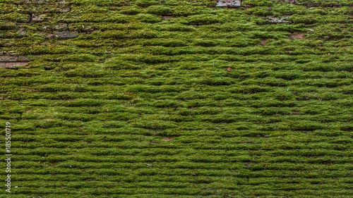 English Mossy Roof Textures