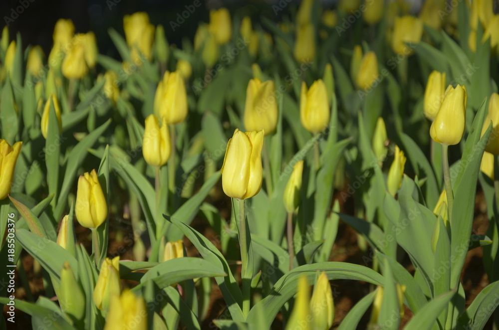 tulips with beautiful bouquet background. Tulip. Beautiful bouquet of tulips. colorful tulips. tulips in spring,colourful tulip with blurred background tulips with beautiful bouquet background. Tulip. Beautiful bouquet of tulips. colorful tulips. tulips in spring,colourful tulip with blurred background