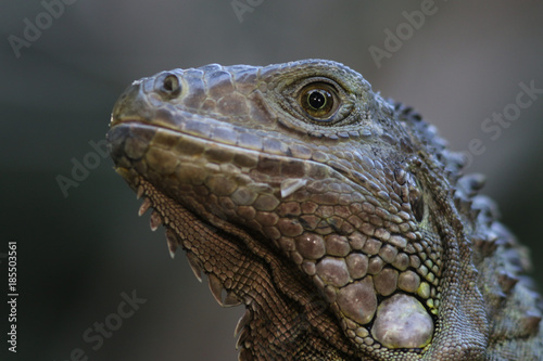 Portrait d iguane