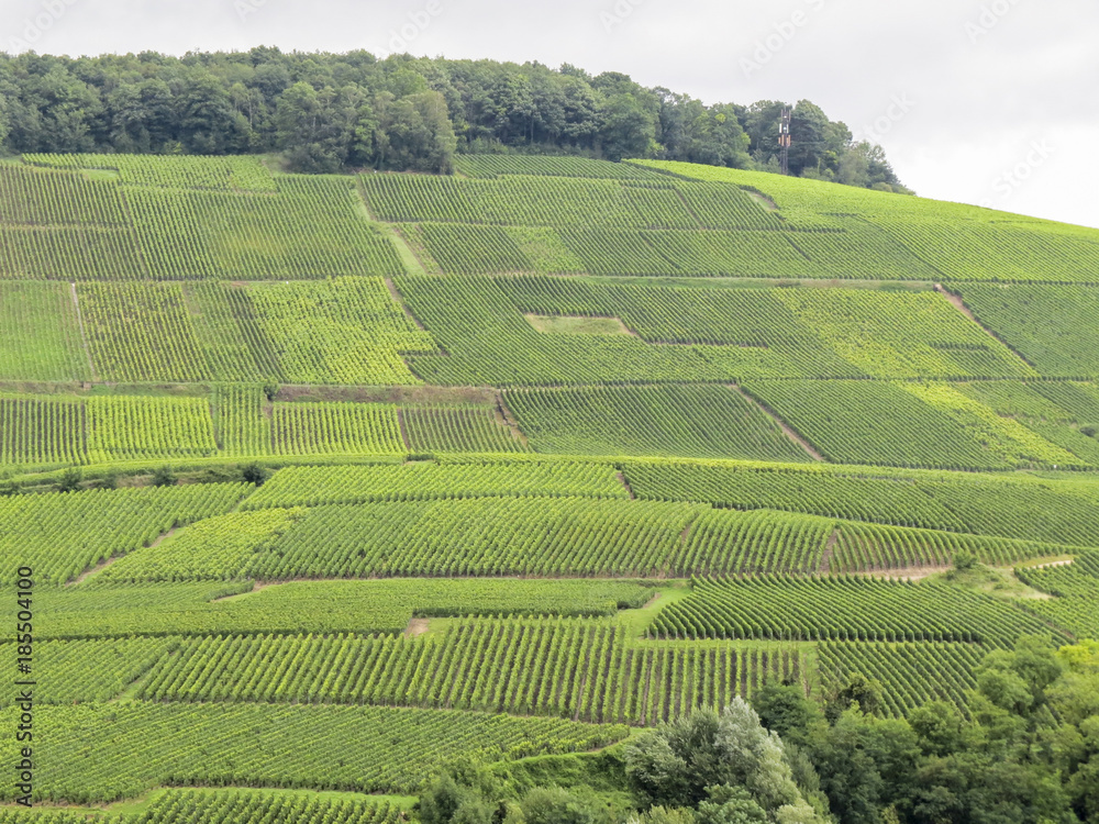 Hills covered with vineyards in the wine region of Champagne, France