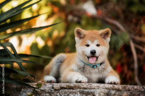 Fotografía puppy of red New Year's Akita dogs lies on stairs in nature at sunlight