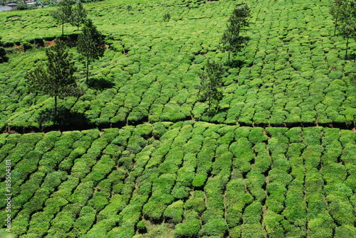 Plantation de thé photo