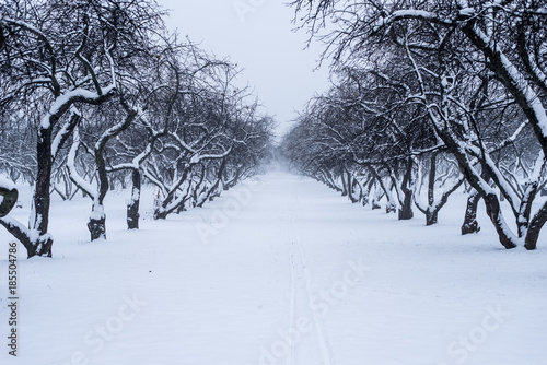 Beautiful old apple orchard in winter
