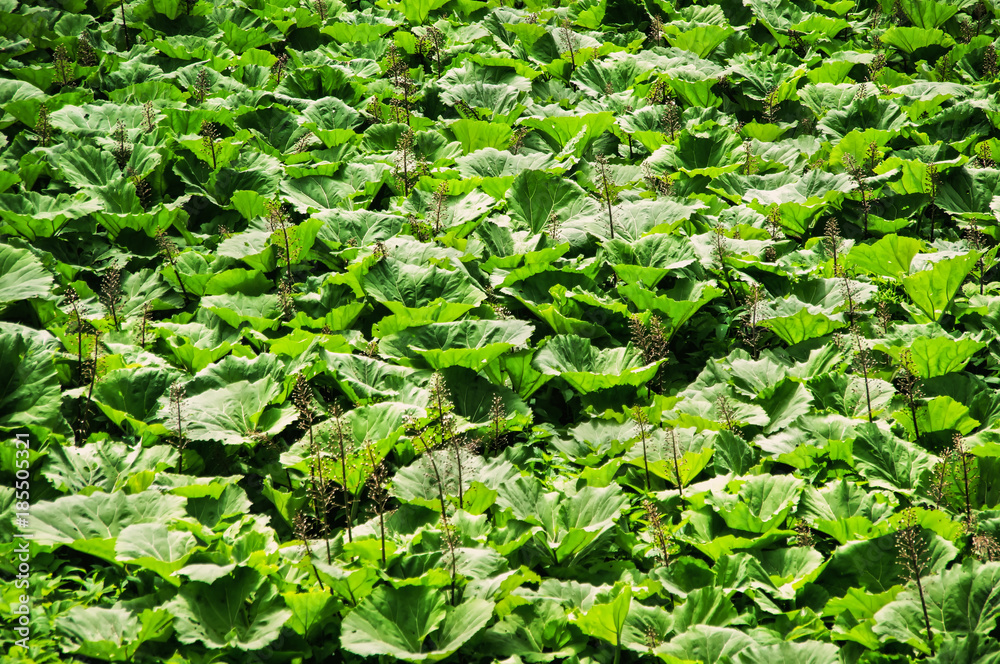 Burdock field, big leaves. Background with large green leaves of burdock. Burdock field, big leaves. Background with large green leaves of burdock.