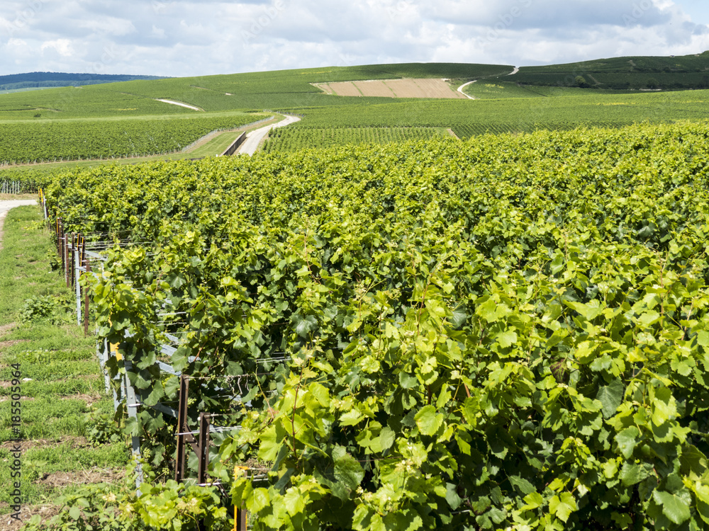 Ay, Champagne, France. Hills covered with vineyards in the wine region of Champagne, France. Moet & Chandon
