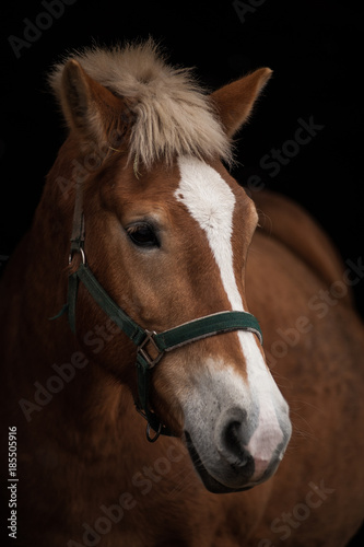 horse portrait, head