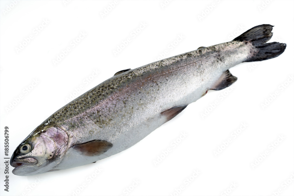 Fresh river trout isolated on white. Selective focus. Fresh river trout isolated on white. Selective focus.