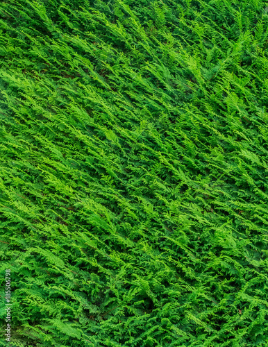 English Fir Leaves Textures