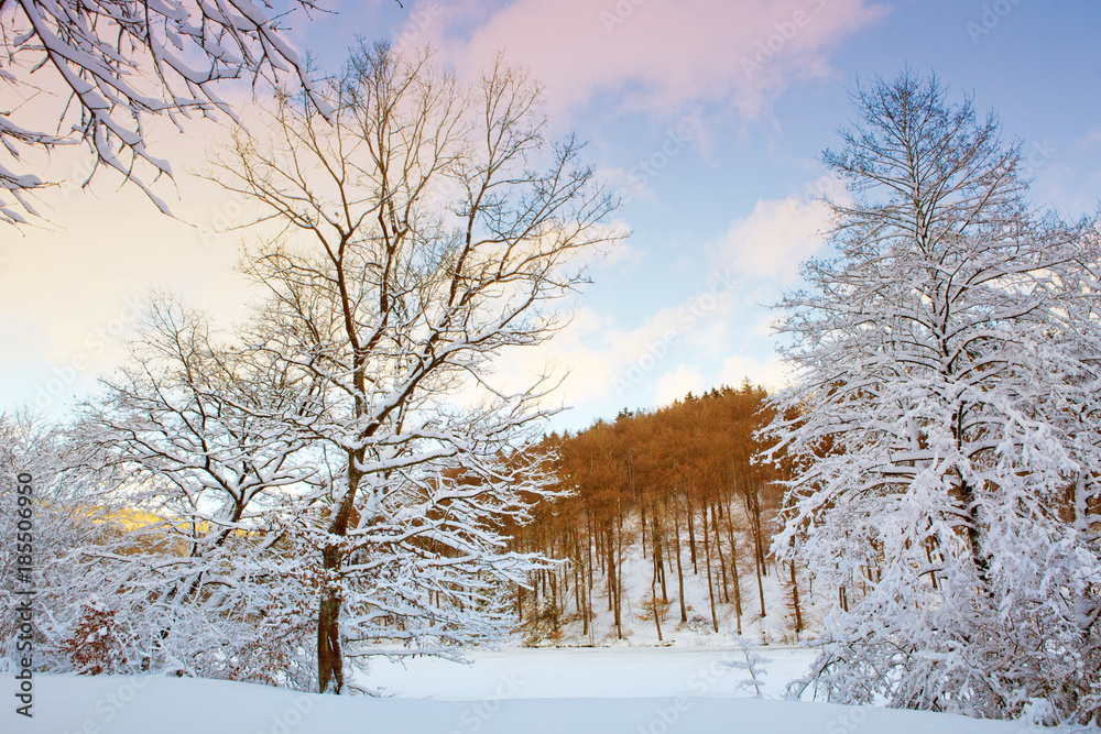 Winter landscape with snow covered trees in the forest. Winter landscape with snow covered trees in the forest.