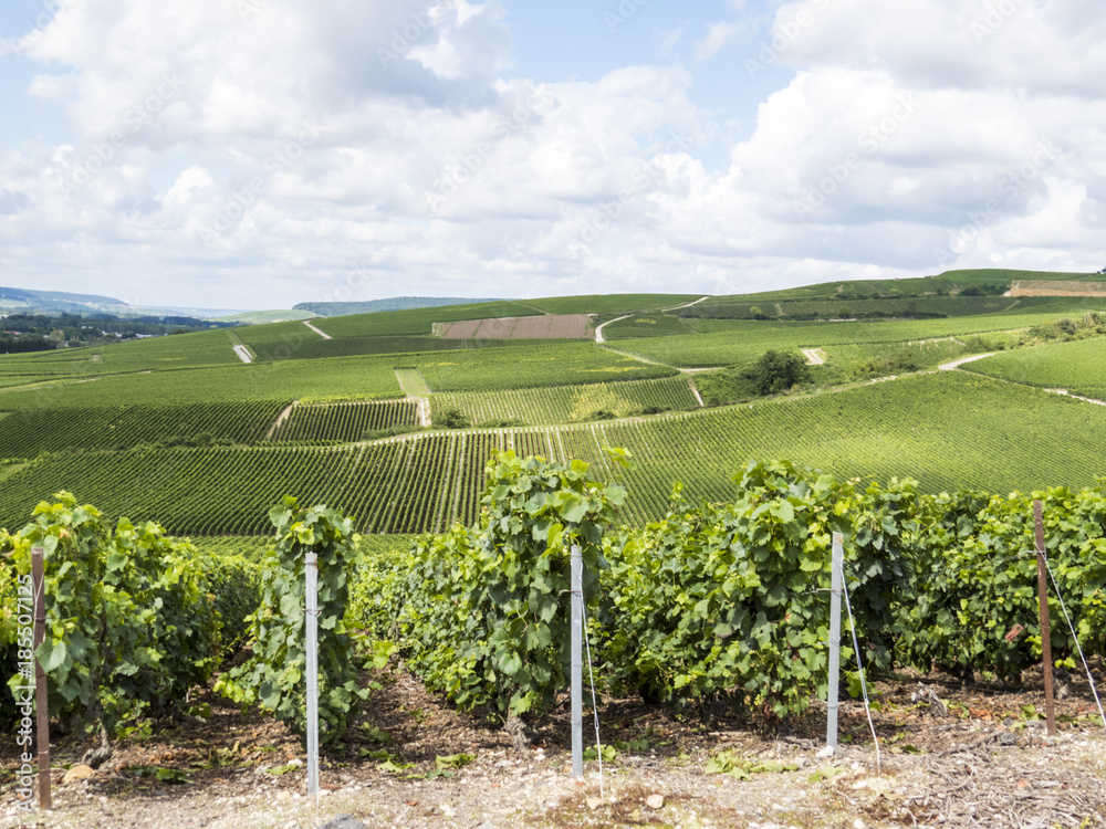 Fototapeta premium Ay, Champagne, France. Hills covered with vineyards in the wine region of Champagne, France. Moet & Chandon