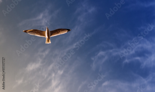 Bird in the sky photo