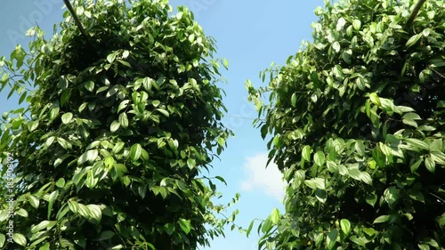 Unripe drupes of Black Pepper Piper nigrum  photo