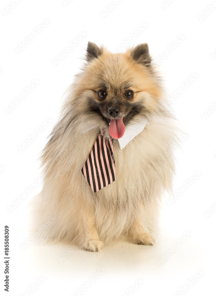 Obraz premium Pomeranian with tie