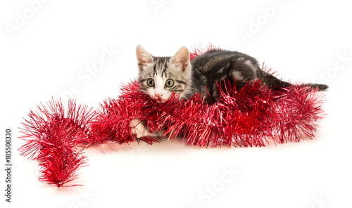 Valokuva The kitten plays with a garland