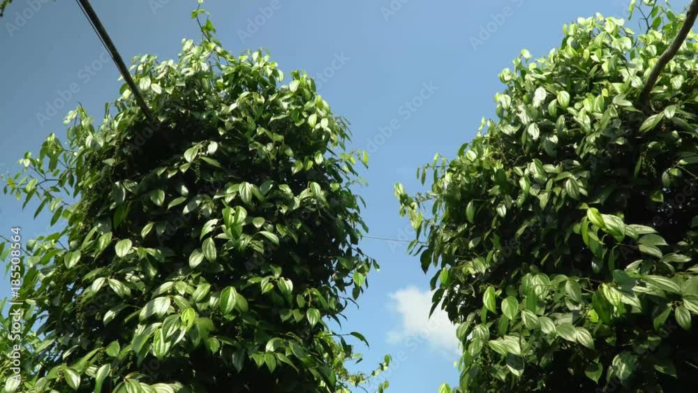 Unripe drupes of Black Pepper Piper nigrum Unripe drupes of Black Pepper Piper nigrum