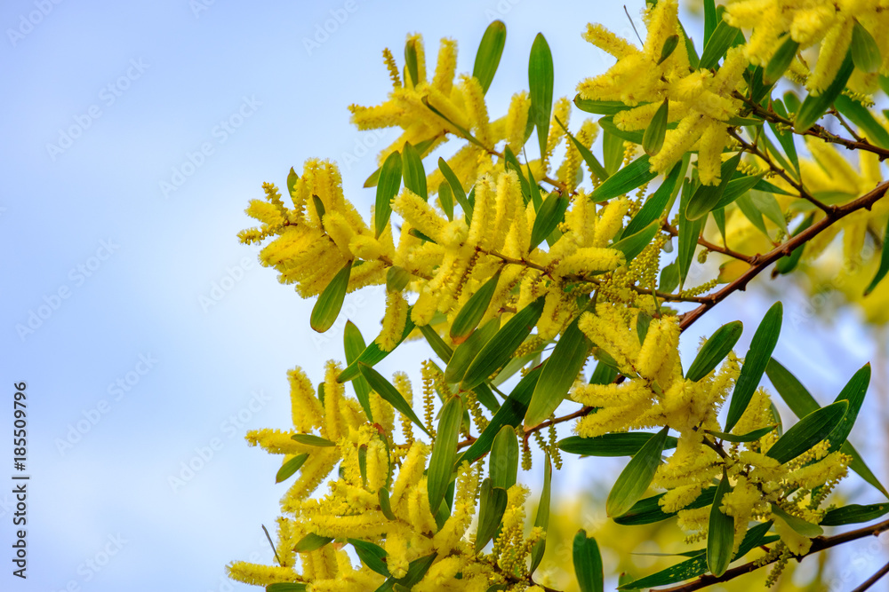 Branches de mimosa chenille (Acacia longifolia) en fleurs. Photos | Adobe  Stock