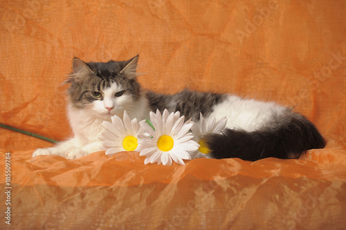 gray with white norwegian forest cat and daisies on brown background photo