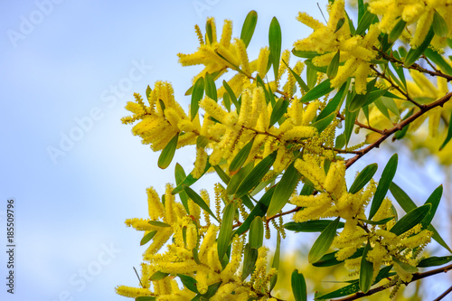 Obraz na płótnie Branches de mimosa chenille (Acacia longifolia) en fleurs. w salonie