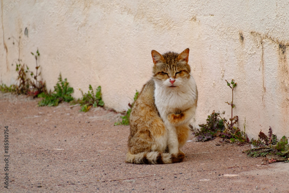 Obraz premium Un chat malade dans la rue.