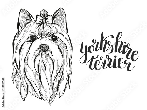 Graphic drawing of the dog Yorkshire Terrier with lettering. Vector illustration