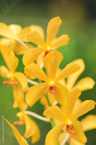 Yellow wild orchid blooming in a tropical rainforest