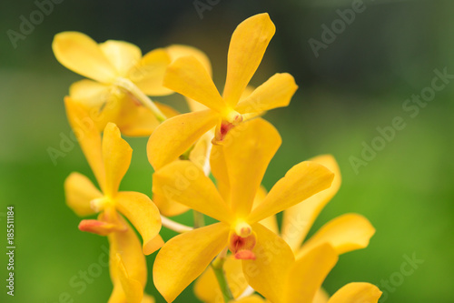 Yellow orchid in the wild rainforest