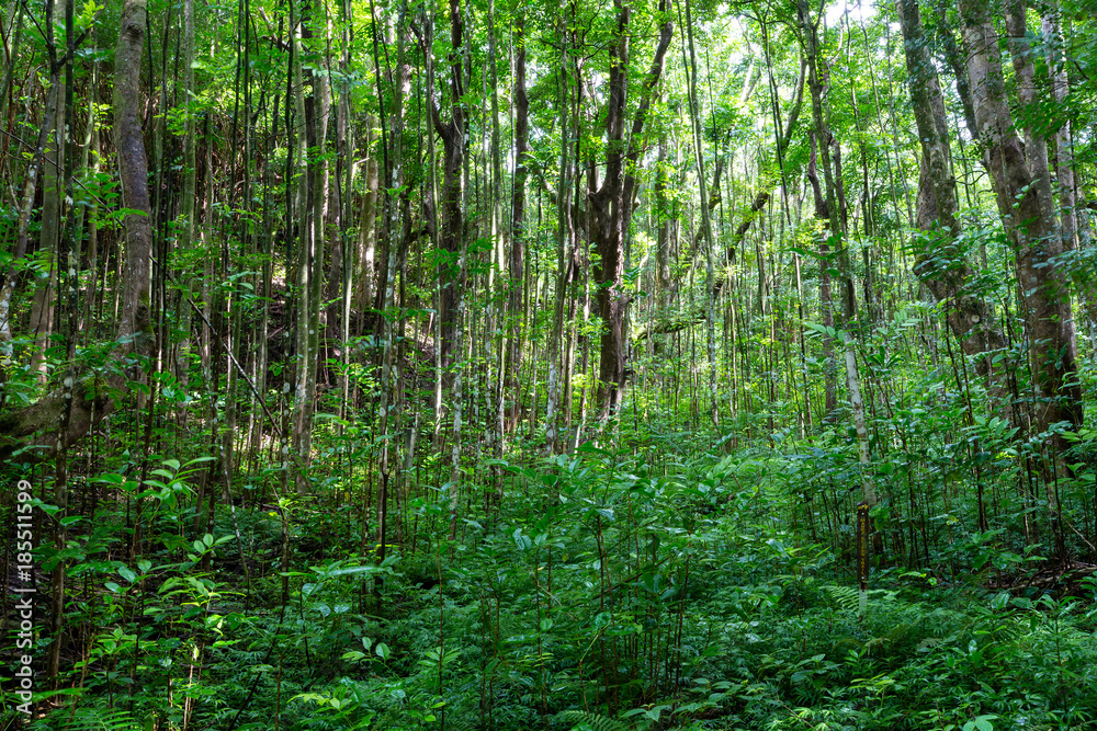 Dense lush green foliage on the Makiki Trail Dense lush green foliage on the Makiki Trail
