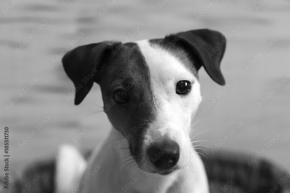 portrait of a Jack Russell portrait of a Jack Russell