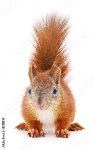 Eurasian red squirrel. © Anatolii