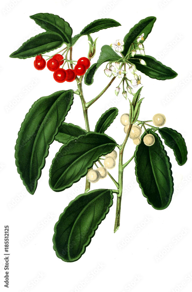 Ardisia