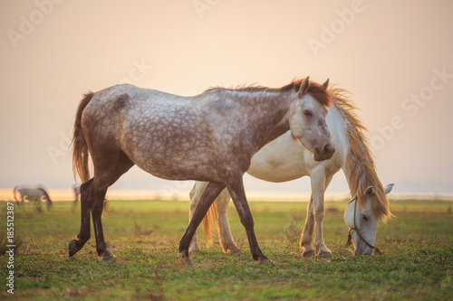Horses on green field © Wichit S