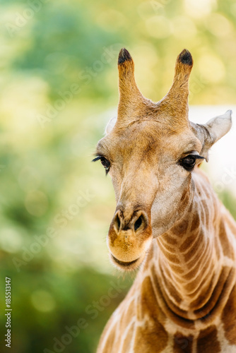 Wild African Giraffe Portrait