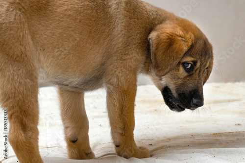 funny puppy Golden Retriever