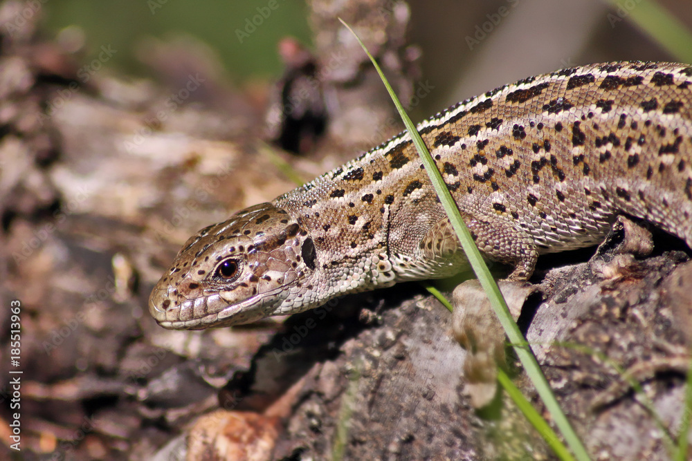 Lizard Lizard